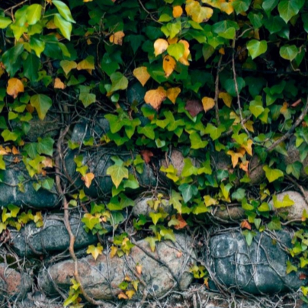 Meet your Posher, IvyHillShop